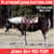 Horse ad