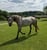 Annuncio cavallo