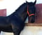Horse ad