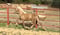 Annuncio cavallo