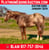 Horse ad