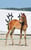 Annuncio cavallo