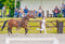 Horse ad