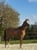Annonce cheval