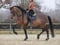 Annuncio cavallo