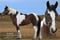 Annuncio cavallo