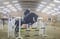 Annuncio cavallo