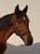 Horse ad