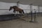 Horse ad