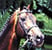 Horse ad