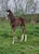 Annuncio cavallo