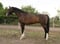 Horse ad