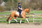 Annuncio cavallo