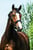Anuncio de caballos