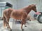 Annuncio cavallo