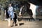 Horse ad