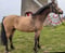 Anuncio de caballos