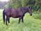 Annonce cheval