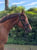 Anuncio de caballos