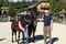 Horse ad