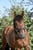 Anuncio de caballos