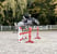 Horse ad