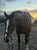 Annuncio cavallo
