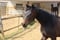 Annuncio cavallo