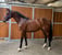 Annuncio cavallo