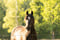 Horse ad