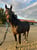 Horse ad