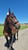 Horse ad