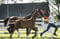 Horse ad