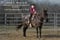 Horse ad