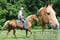 Horse ad