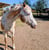 Horse ad