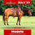 Annuncio cavallo