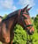 Annuncio cavallo