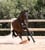 Horse ad