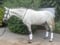 Horse ad