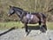 Horse ad