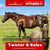 Annonce cheval