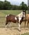 Annonce cheval