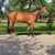 Anuncio de caballos