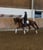 Horse ad