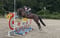 Horse ad