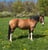Annuncio cavallo