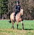 Annuncio cavallo