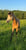 Anuncio de caballos