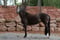 Annonce cheval